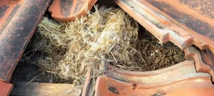 Fascias, Soffits & Guttering Replacement nest